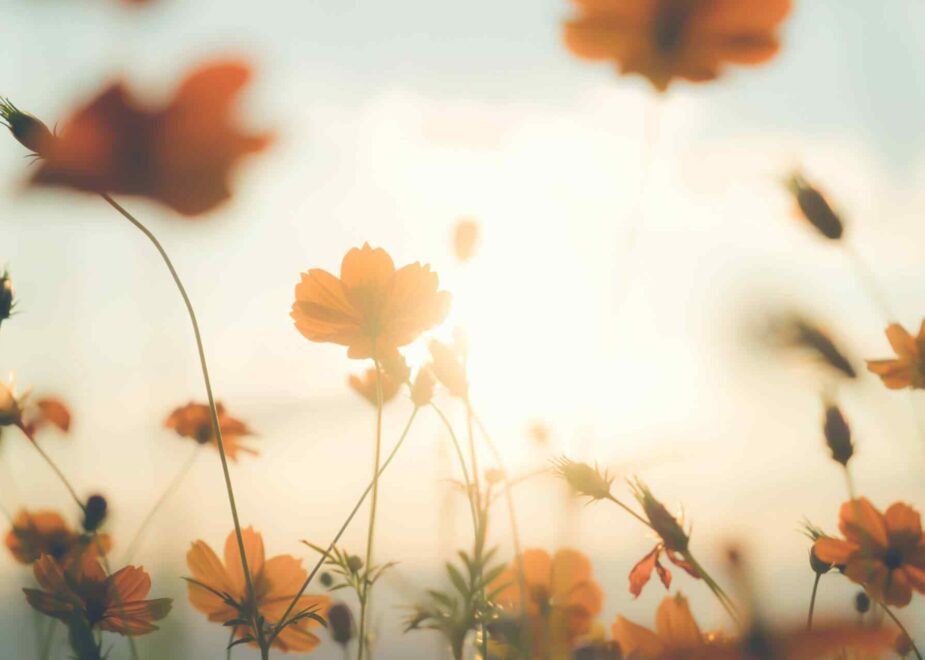 Not a Goodbye: A Letter to the Friend Who Became My Family